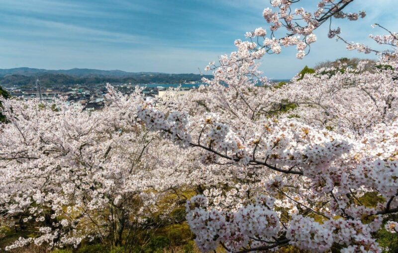 朝日山公園　桜