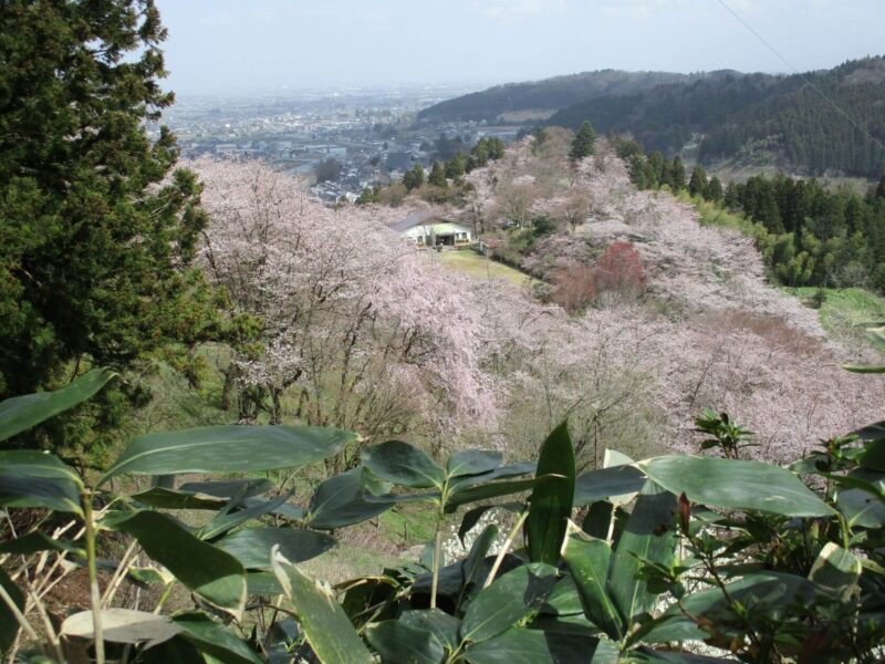 城ヶ山公園　桜