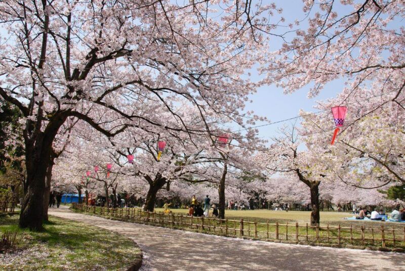 高岡古城公園　桜