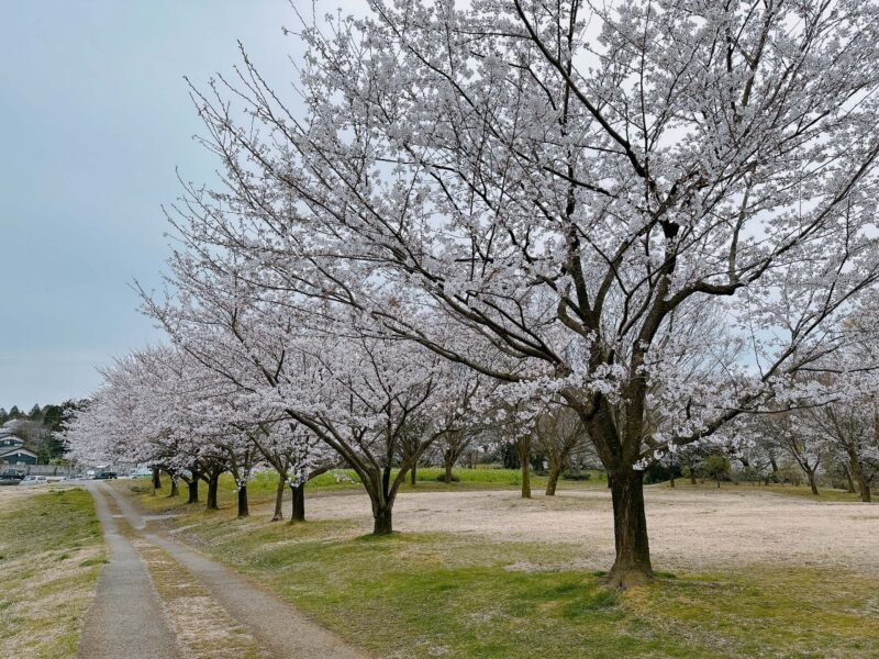 呉羽山公園　桜