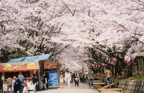 宮野運動公園　桜
