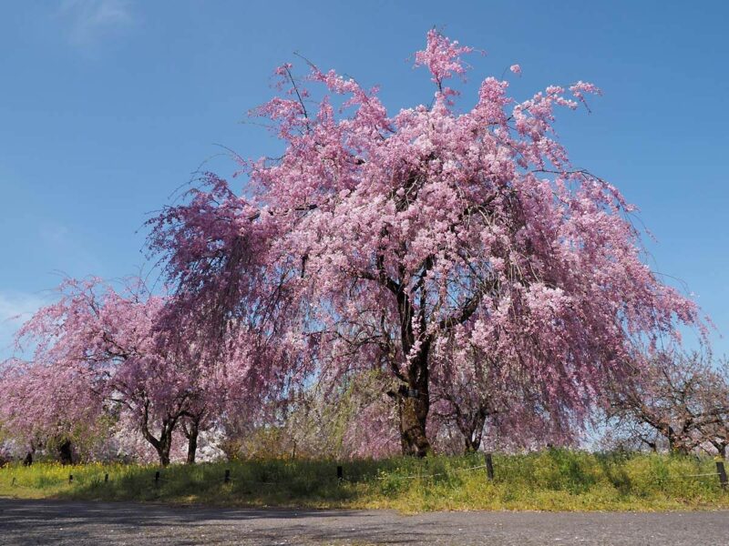富山県中央植物園　桜